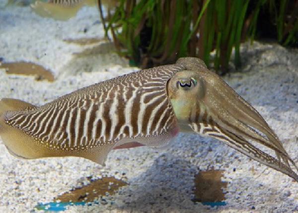 Cuttle Fish