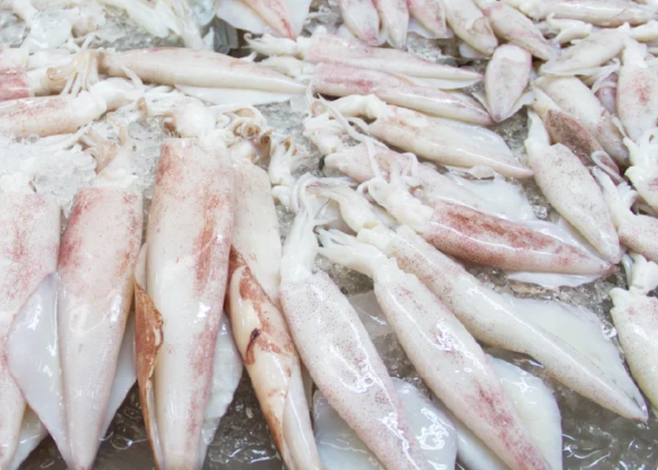 Squid Whole
